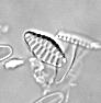 Fragilaria leptostauron.jpg